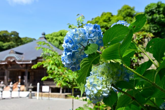 飯山観音長谷寺のアジサイの写真