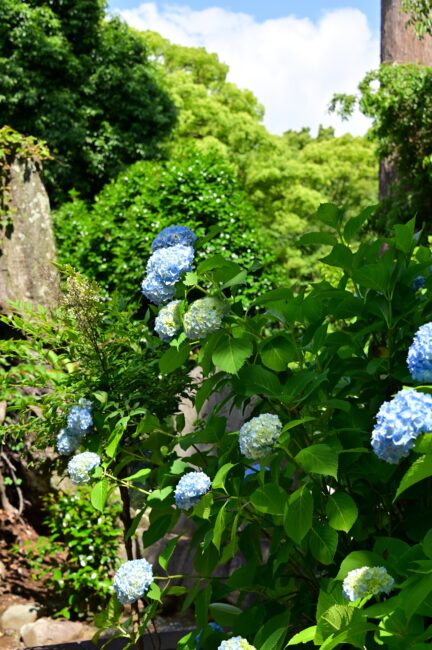 飯山観音長谷寺のアジサイの写真