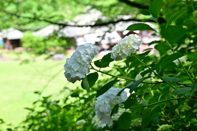 県立七沢森林公園さくらの園のアジサイの写真