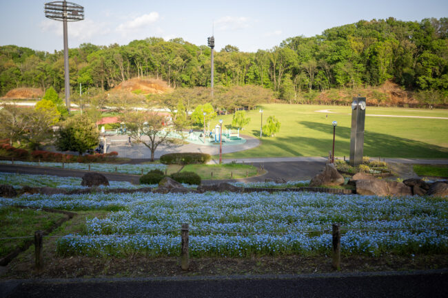 荻野運動公園のネモフィラ