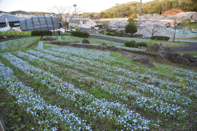 荻野運動公園のネモフィラ