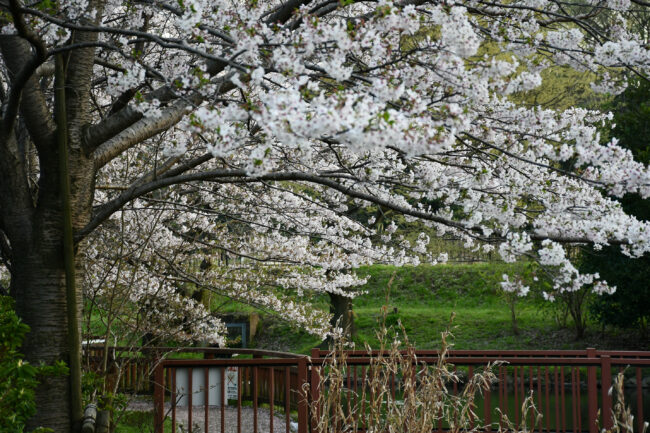 広町公園の桜