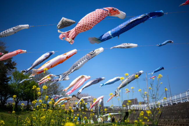 恩曽川沿いの鯉のぼり