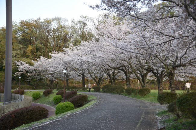 荻野運動公園の桜