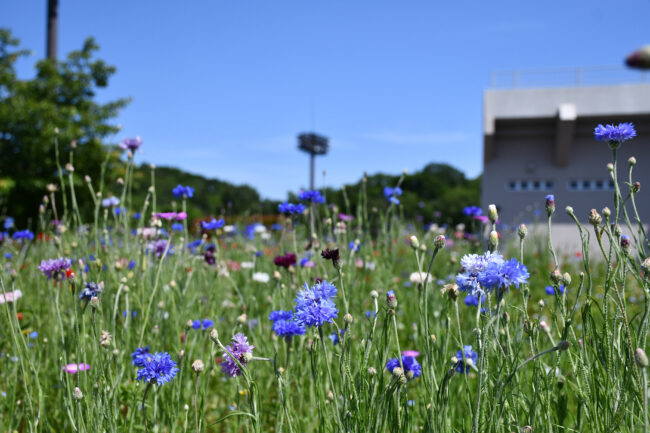 荻野運動公園に咲く花