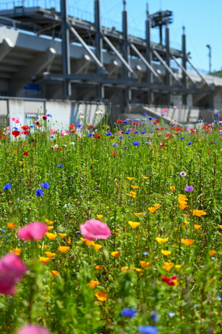 荻野運動公園に咲く花