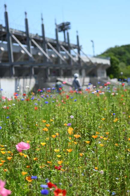 荻野運動公園に咲く花