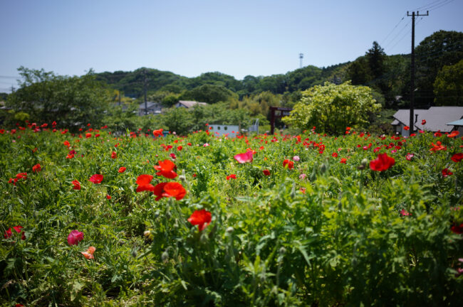 飯山あやめの里のアヤメ