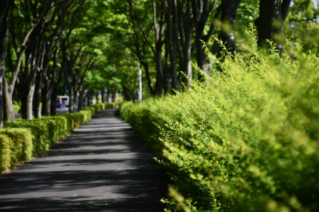 森の里の新緑