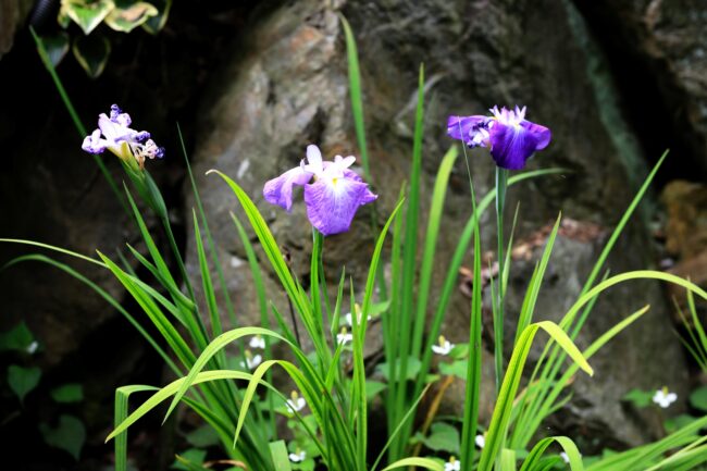 常昌院の花菖蒲の写真