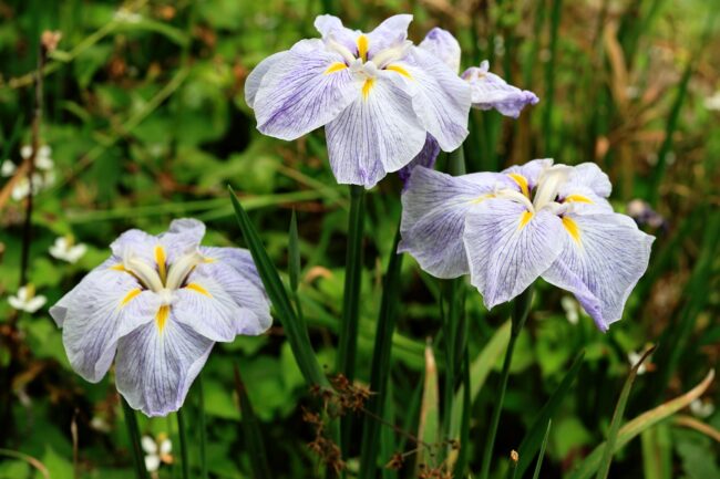 常昌院の花菖蒲の写真