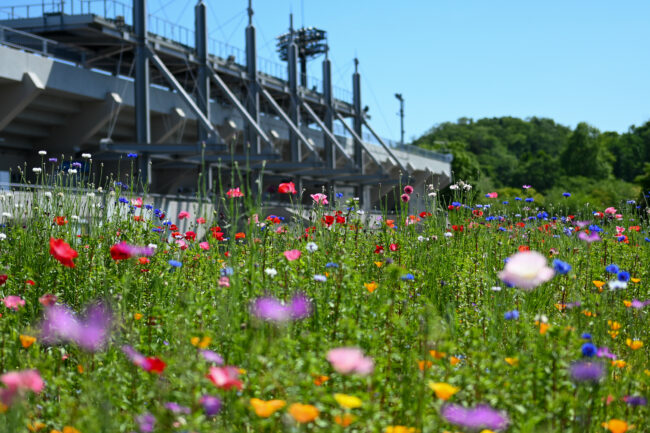 荻野運動公園に咲く花