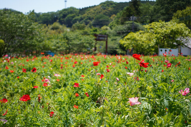 飯山あやめの里のアヤメ