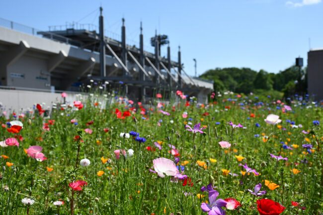 荻野運動公園に咲く花