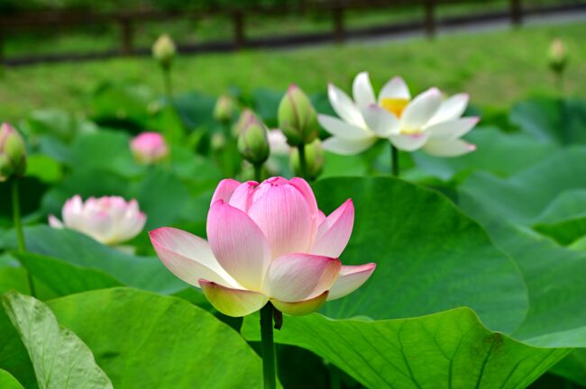 厚木市斎場入口のハスの花の写真