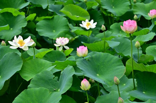 厚木市斎場入口のハスの花の写真