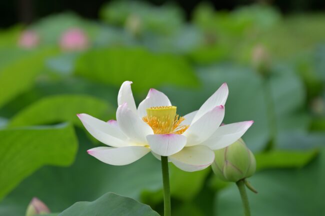 厚木市斎場入口のハスの花の写真