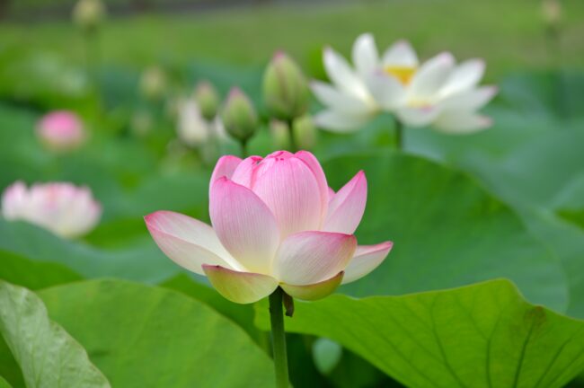 厚木市斎場入口のハスの花の写真