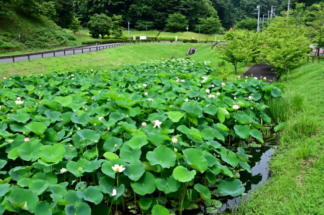 厚木市斎場入口のハスの花の写真