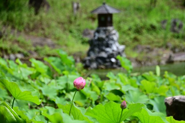 常昌院のハスの花の写真