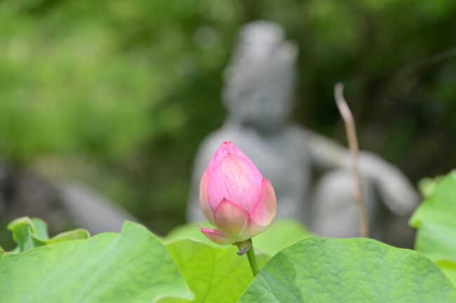 常昌院のハスの花の写真