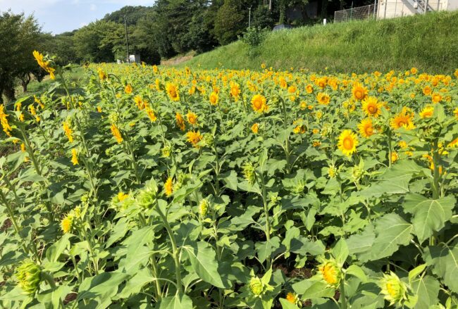 岡津古久老人憩の家前のひまわり畑の写真