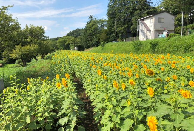 岡津古久老人憩の家前のひまわり畑の写真