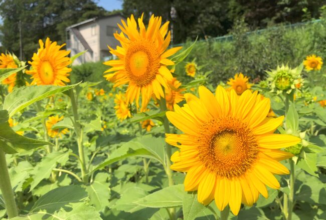 岡津古久老人憩の家前のひまわり畑の写真