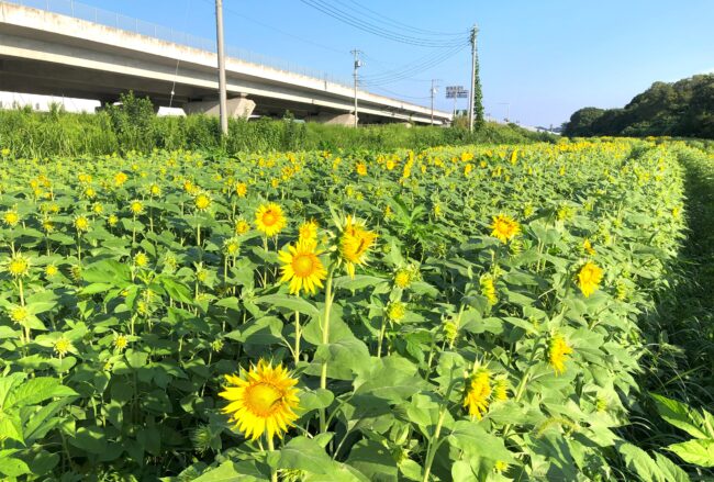 フラワーパーク下依知のヒマワリの写真