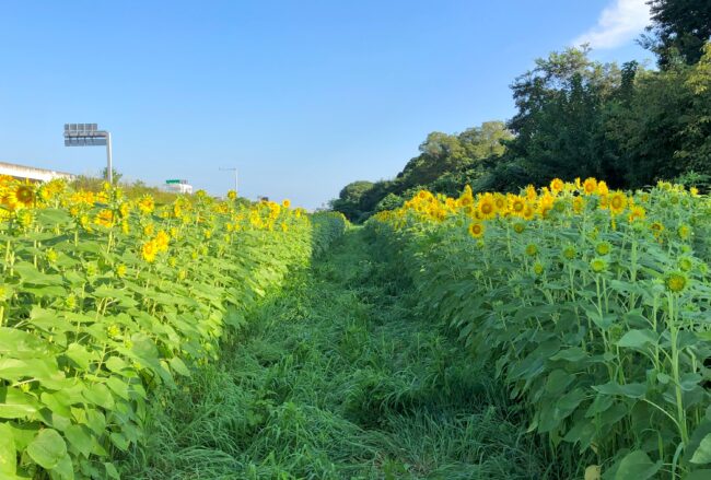 フラワーパーク下依知のヒマワリの写真