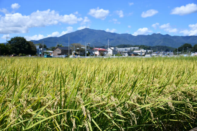 南毛利の田んぼの写真