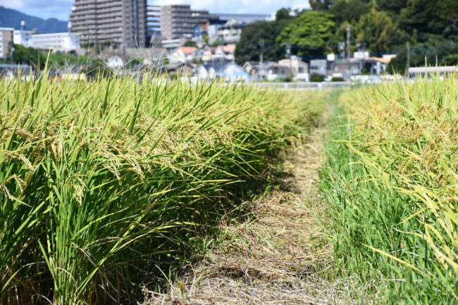 南毛利の田んぼの写真