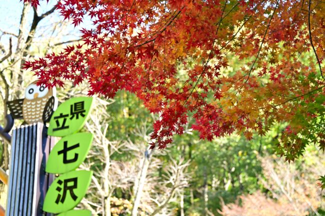 県立七沢森林公園の紅葉の写真