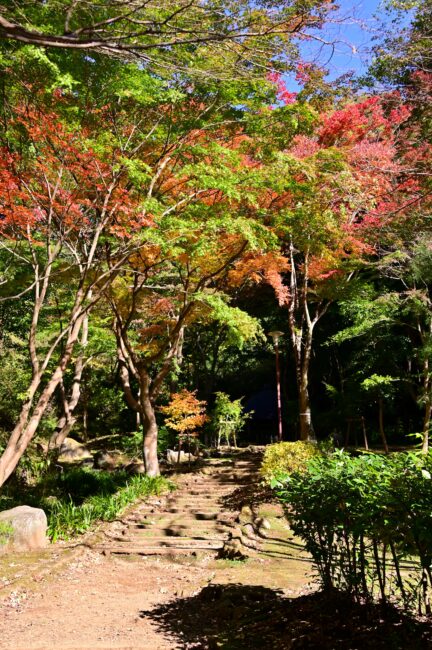 県立七沢森林公園の紅葉の写真