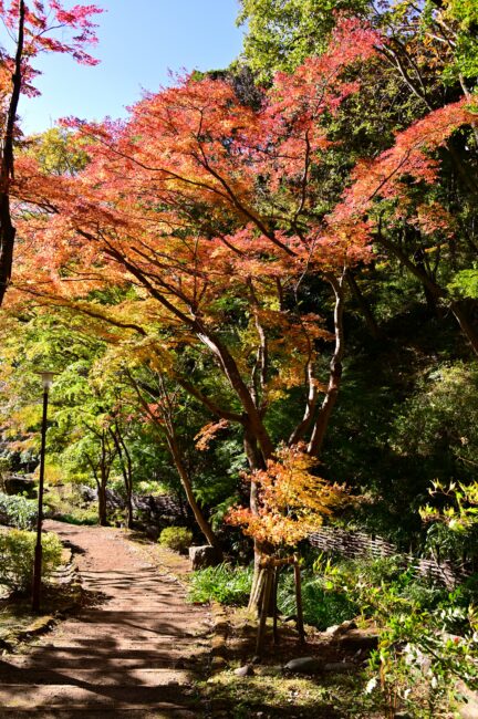 県立七沢森林公園の紅葉の写真