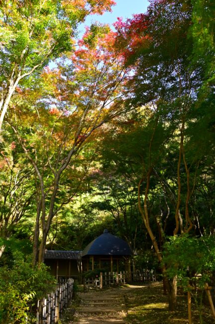 県立七沢森林公園の紅葉の写真