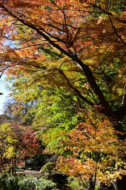 県立七沢森林公園の紅葉の写真