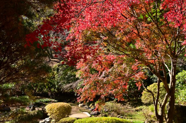 県立七沢森林公園の紅葉の写真