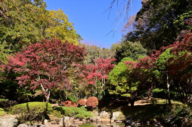 県立七沢森林公園の紅葉の写真