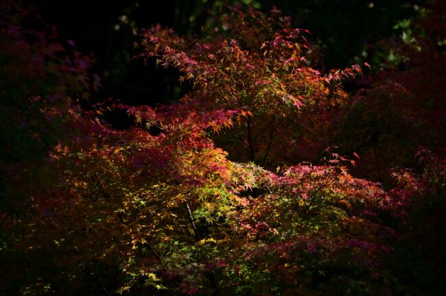 県立七沢森林公園の紅葉の写真