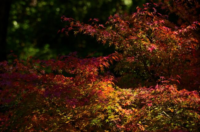 県立七沢森林公園の紅葉の写真