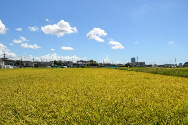 南毛利の田んぼの写真