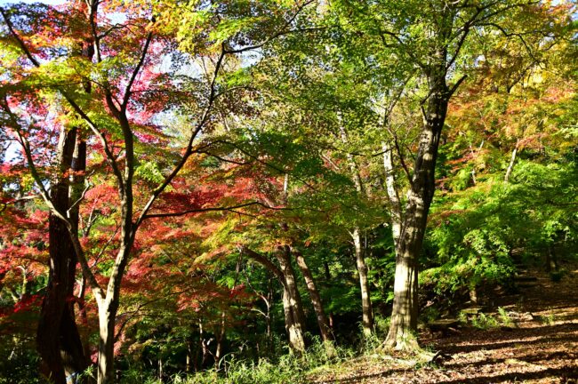 飯山白山森林公園の紅葉の写真