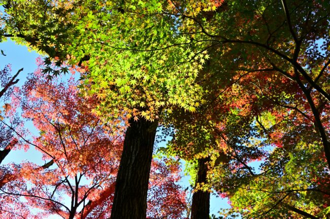 飯山白山森林公園の紅葉の写真