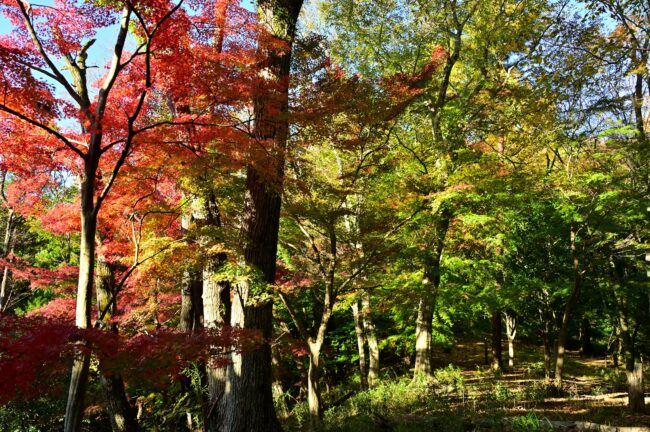 飯山白山森林公園の紅葉の写真