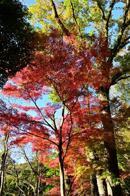 飯山白山森林公園の紅葉の写真