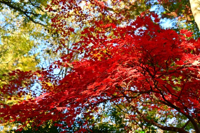 飯山白山森林公園の紅葉の写真