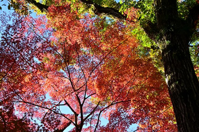 飯山白山森林公園の紅葉の写真