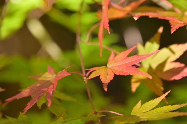 飯山白山森林公園の紅葉の写真