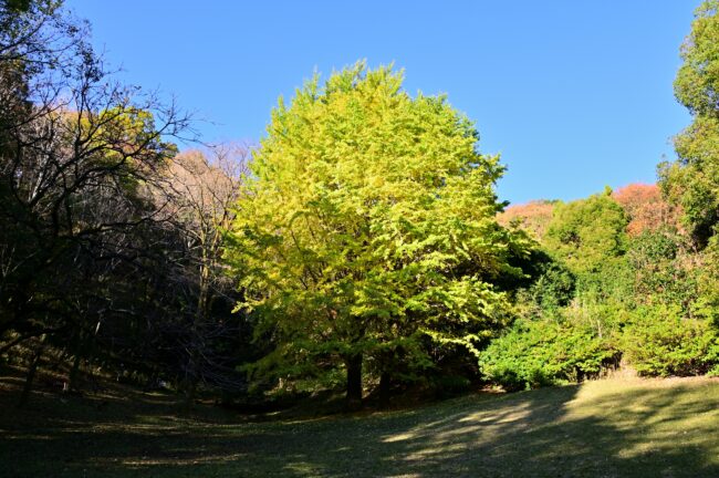 飯山白山森林公園の紅葉の写真